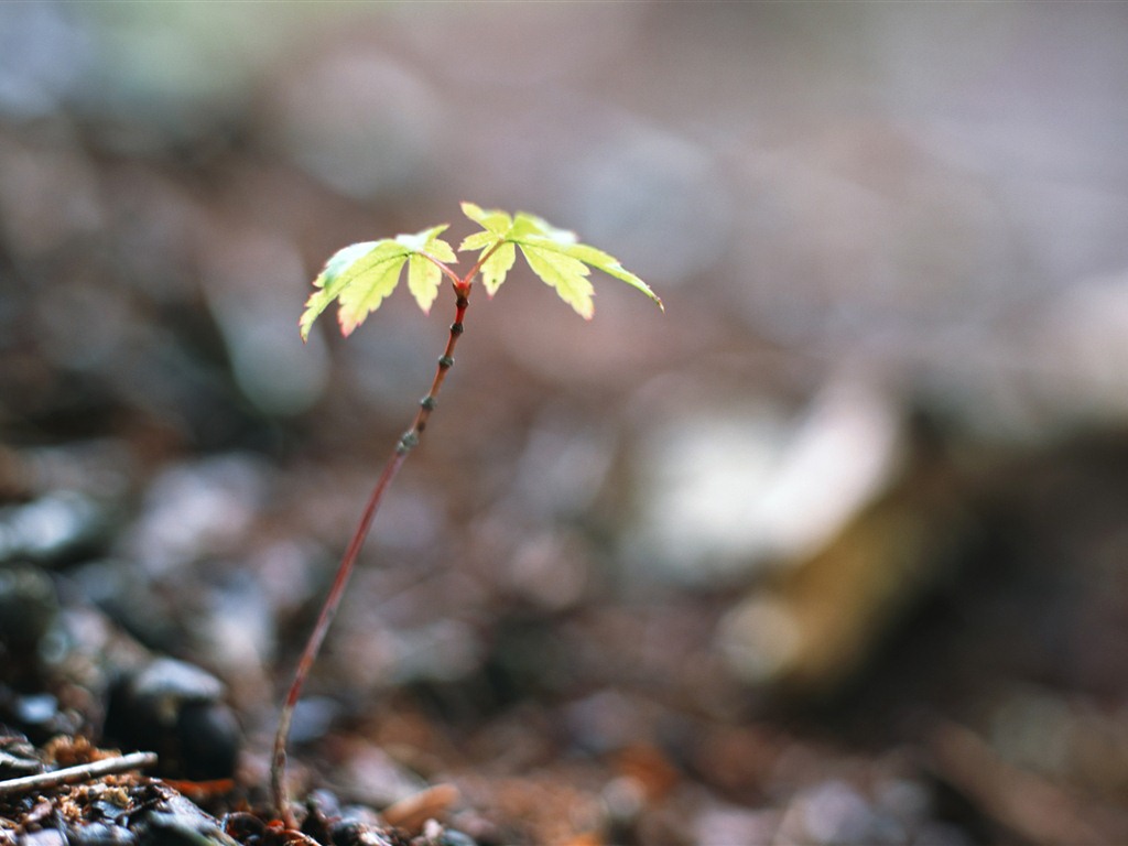 清新的绿芽特写壁纸5 - 1024x768
