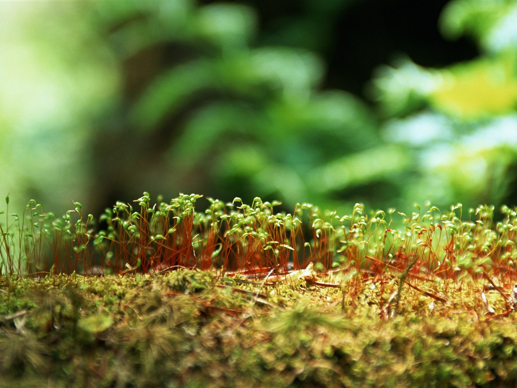 The fresh green shoots close-up wallpaper #11 - 1024x768