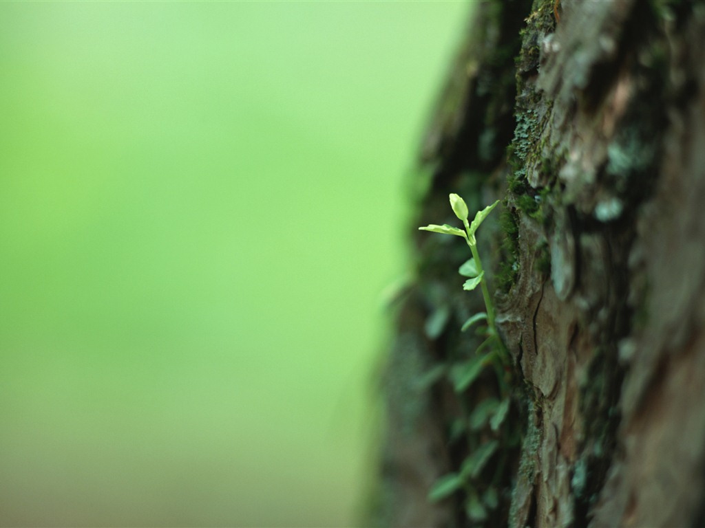 The fresh green shoots close-up wallpaper #12 - 1024x768