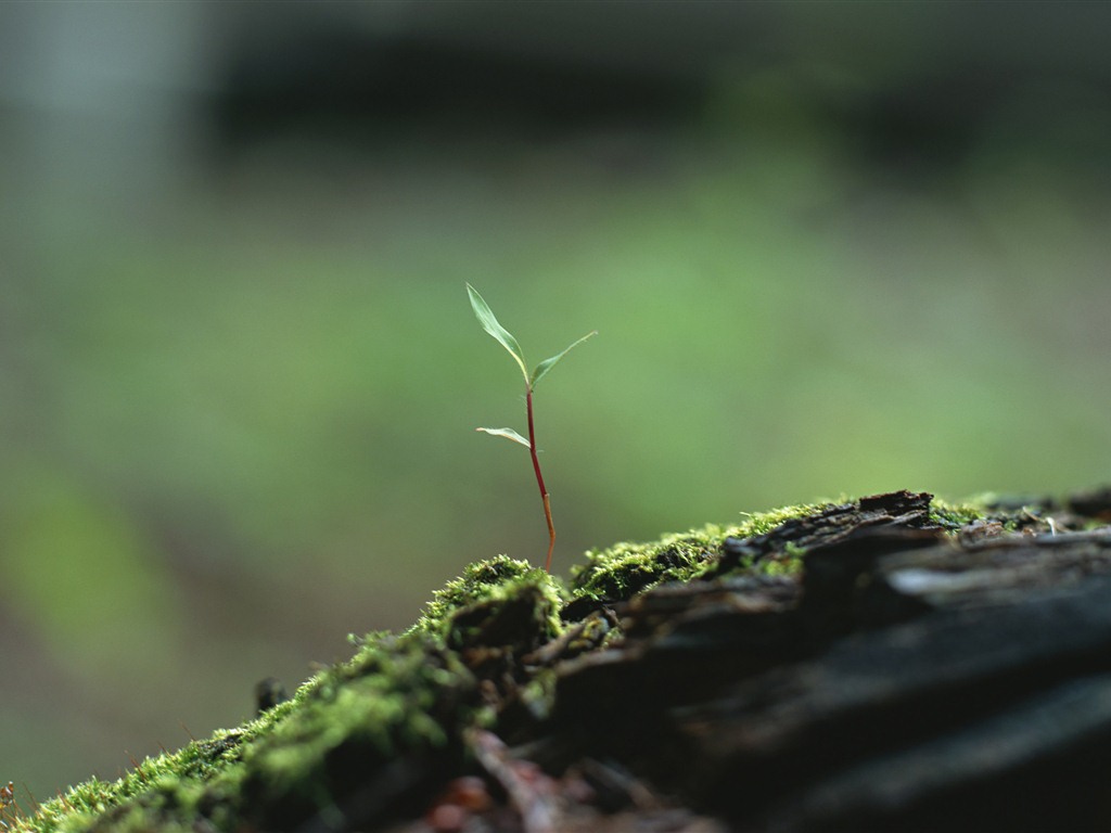 The fresh green shoots close-up wallpaper #13 - 1024x768