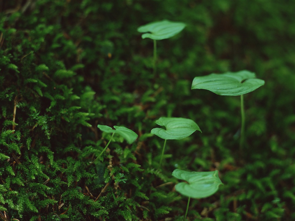 The fresh green shoots close-up wallpaper #15 - 1024x768