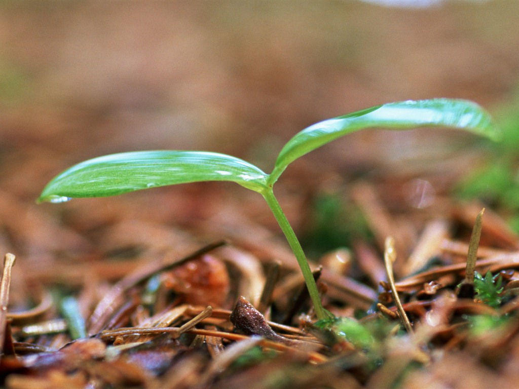 The fresh green shoots close-up wallpaper #18 - 1024x768