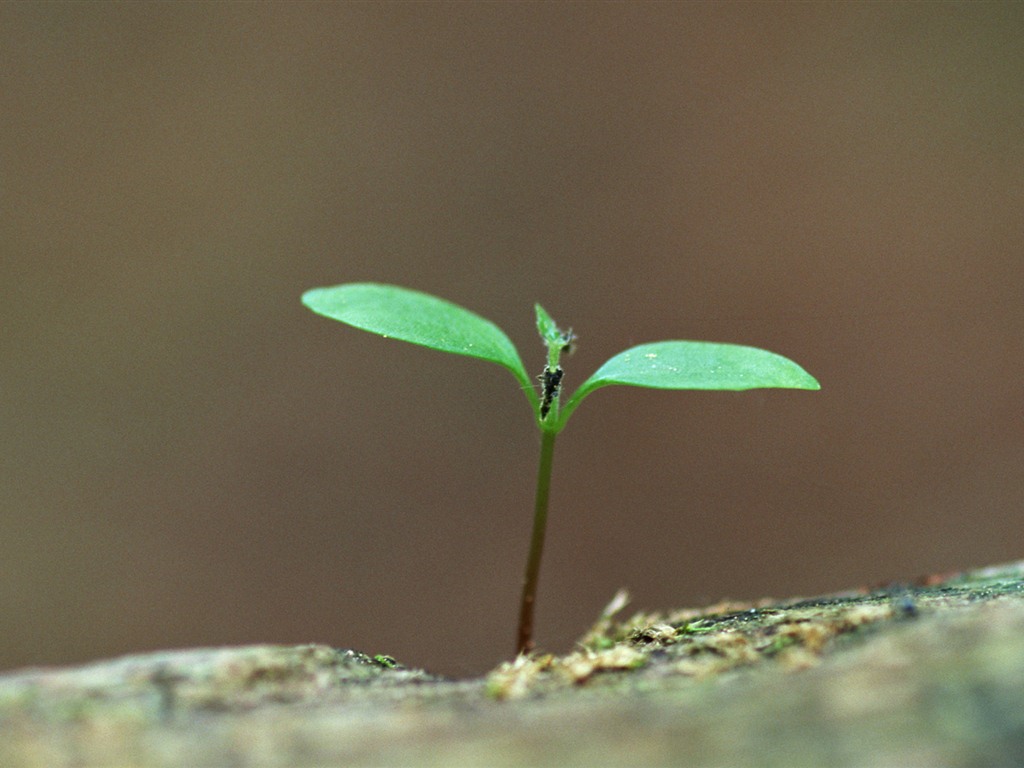 The fresh green shoots close-up wallpaper #19 - 1024x768