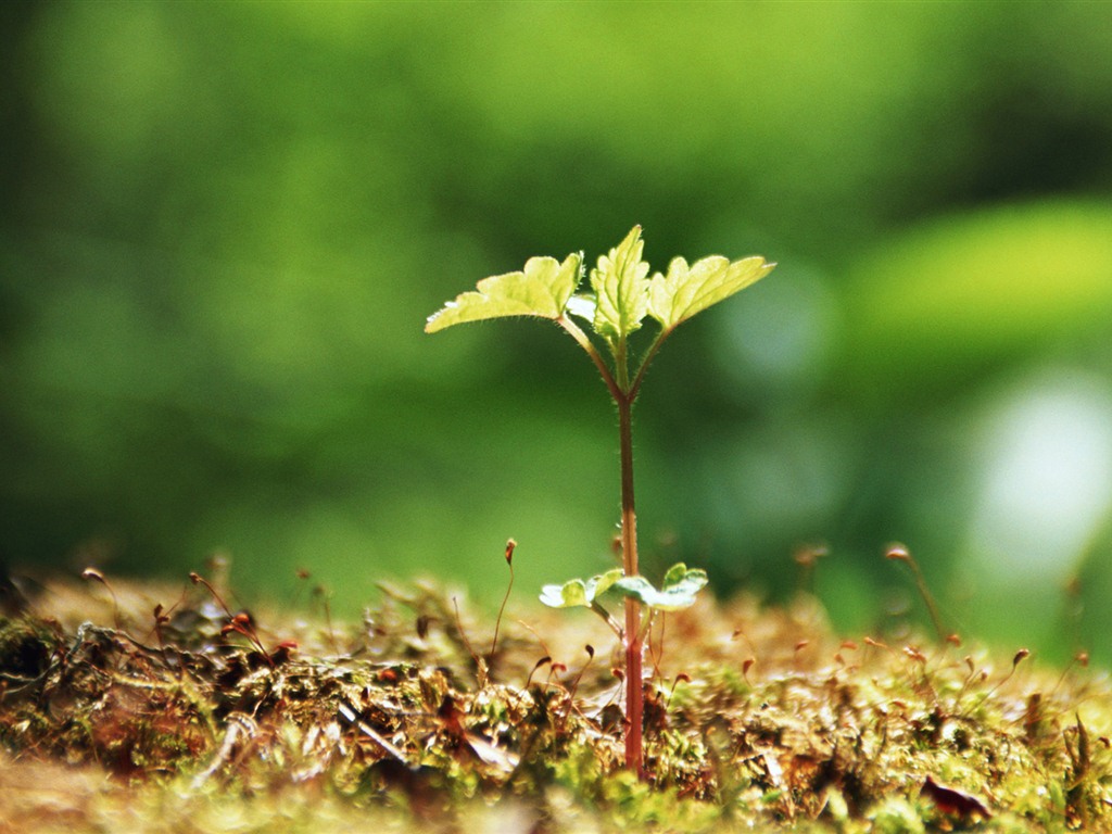 The fresh green shoots close-up wallpaper #20 - 1024x768