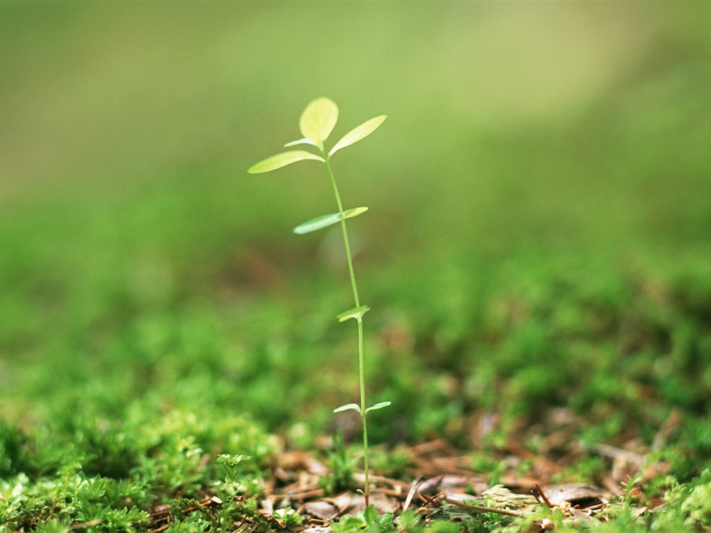 The fresh green shoots close-up wallpaper #23 - 1024x768