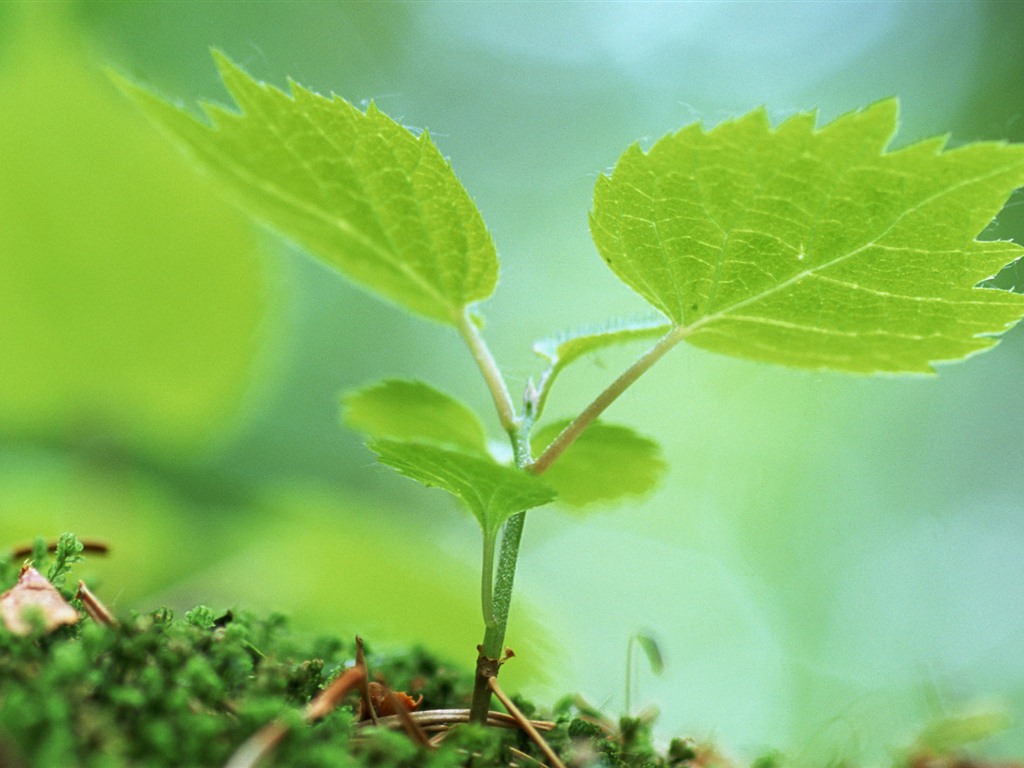 The fresh green shoots close-up wallpaper #24 - 1024x768