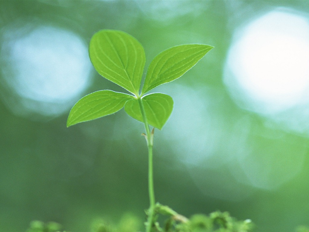 The fresh green shoots close-up wallpaper #25 - 1024x768