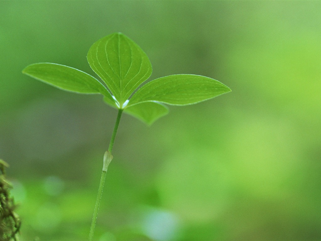 清新的绿芽特写壁纸27 - 1024x768