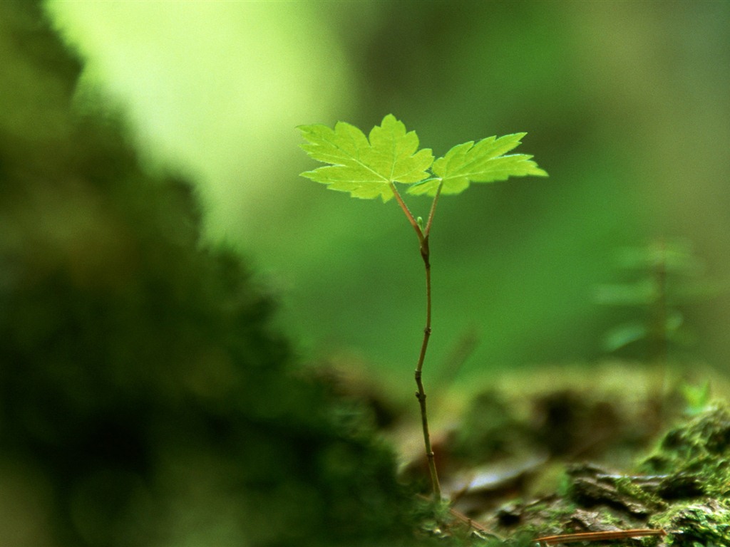 The fresh green shoots close-up wallpaper #29 - 1024x768