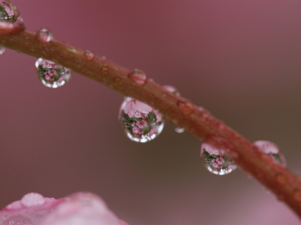 Fondos de pantalla de Windows 7: Macros Jardín #2 - 1024x768