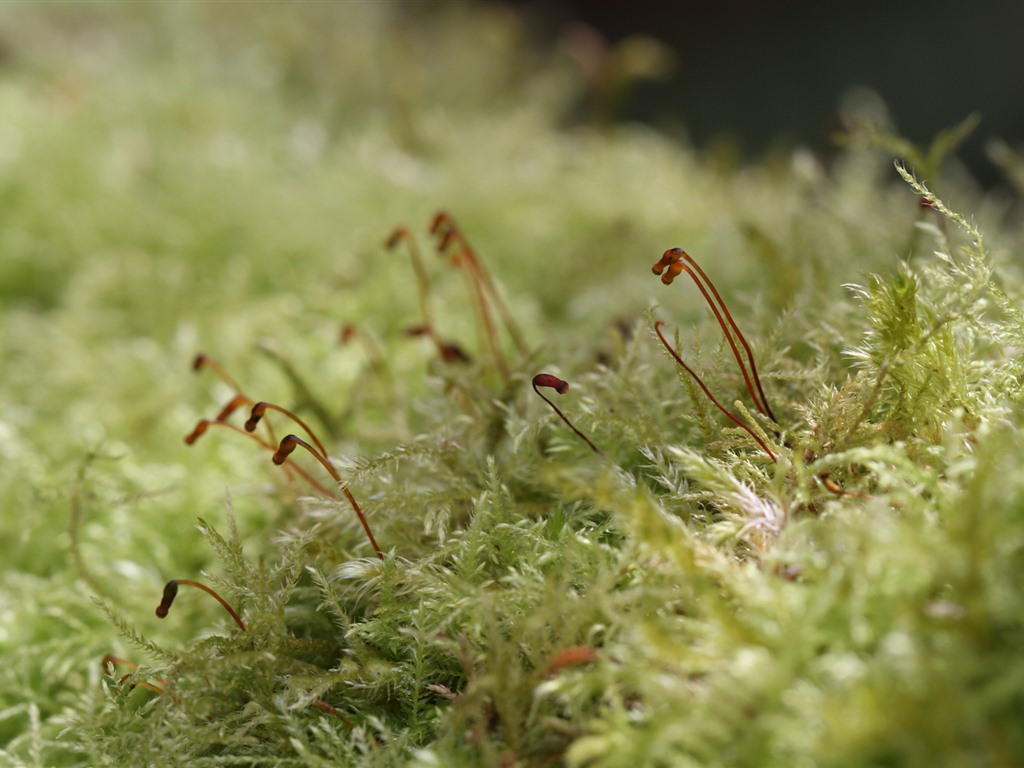 Windows 7 Wallpapers: Garden Macros #12 - 1024x768
