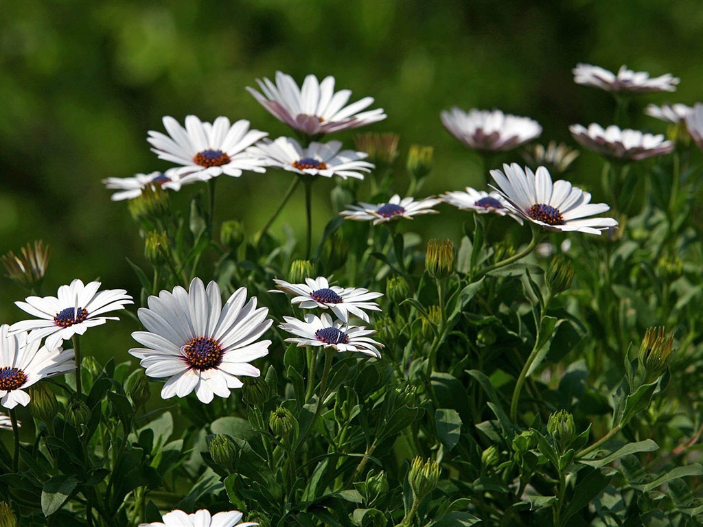 Hermosas flores de caléndula fondos de pantalla #4 - 1024x768