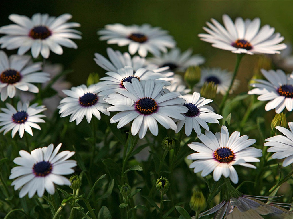 Hermosas flores de caléndula fondos de pantalla #6 - 1024x768