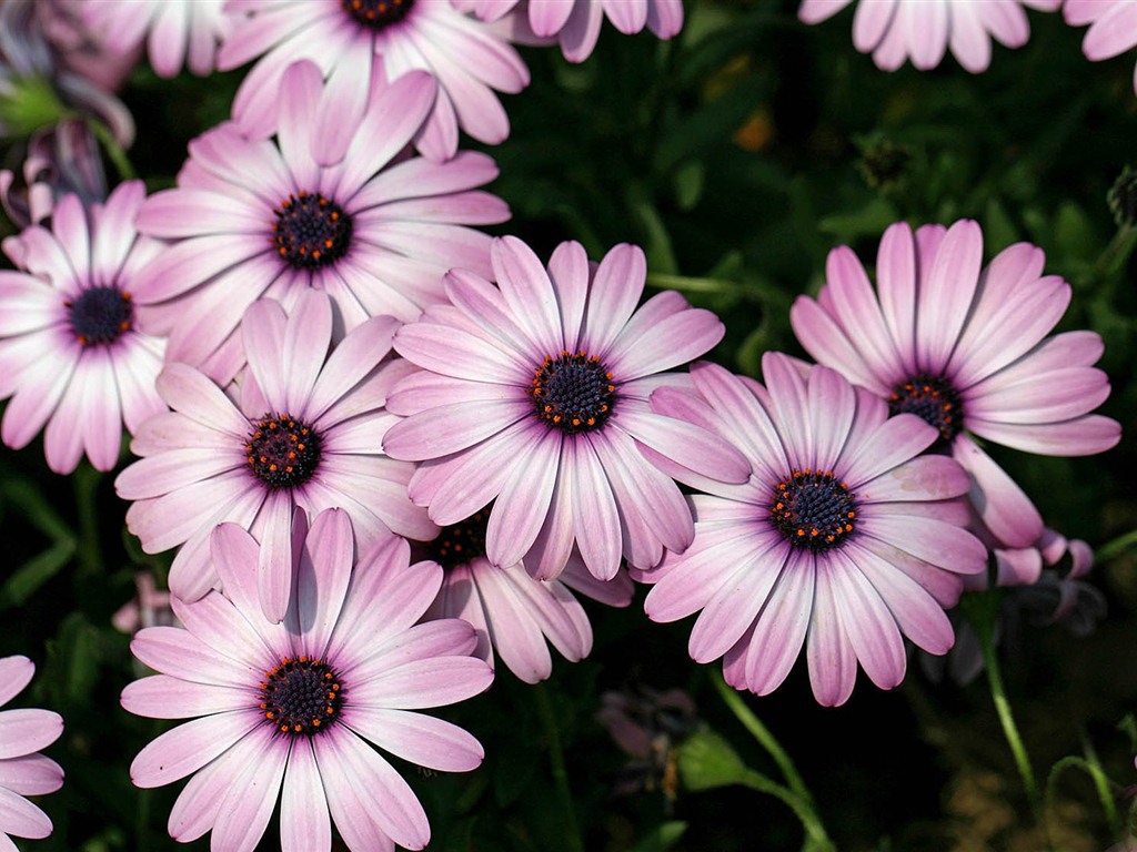 Hermosas flores de caléndula fondos de pantalla #7 - 1024x768