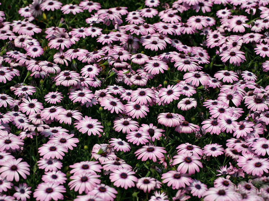 Hermosas flores de caléndula fondos de pantalla #8 - 1024x768