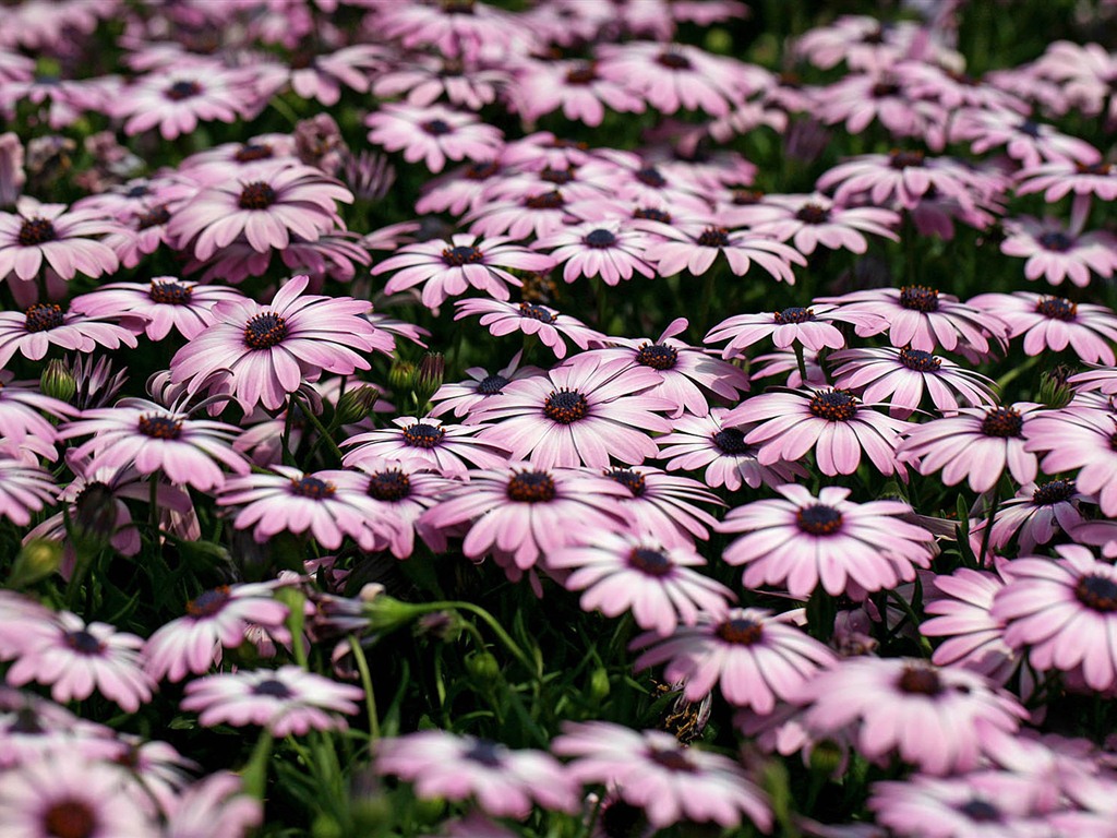 Hermosas flores de caléndula fondos de pantalla #9 - 1024x768