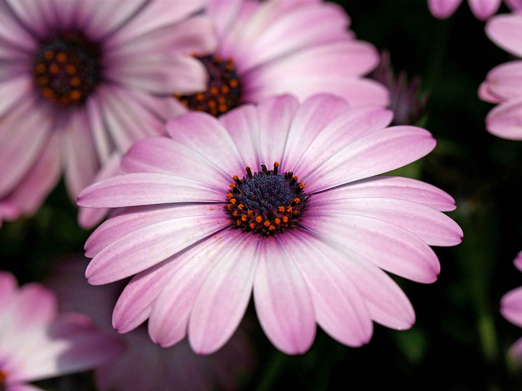 아름다운 꽃 골드 배경 화면 #11 - 1024x768