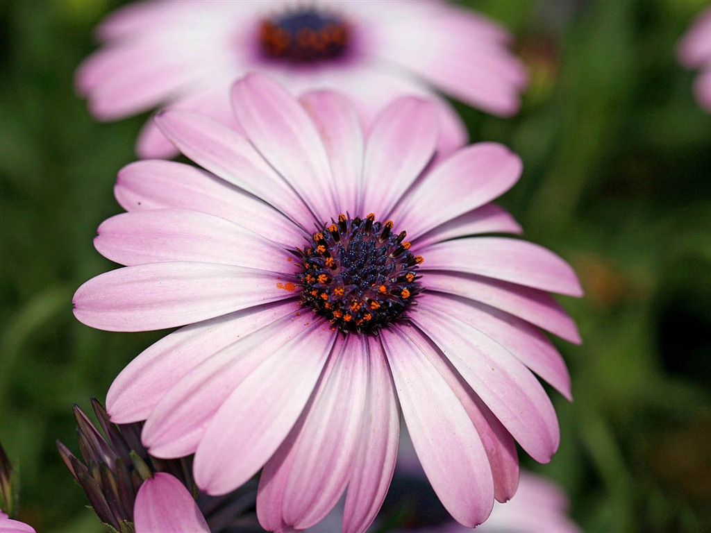 Hermosas flores de caléndula fondos de pantalla #12 - 1024x768