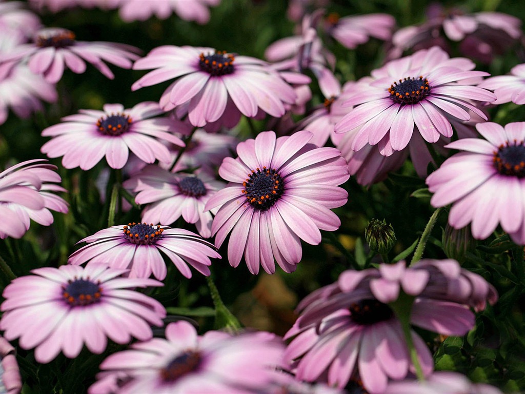 Hermosas flores de caléndula fondos de pantalla #13 - 1024x768