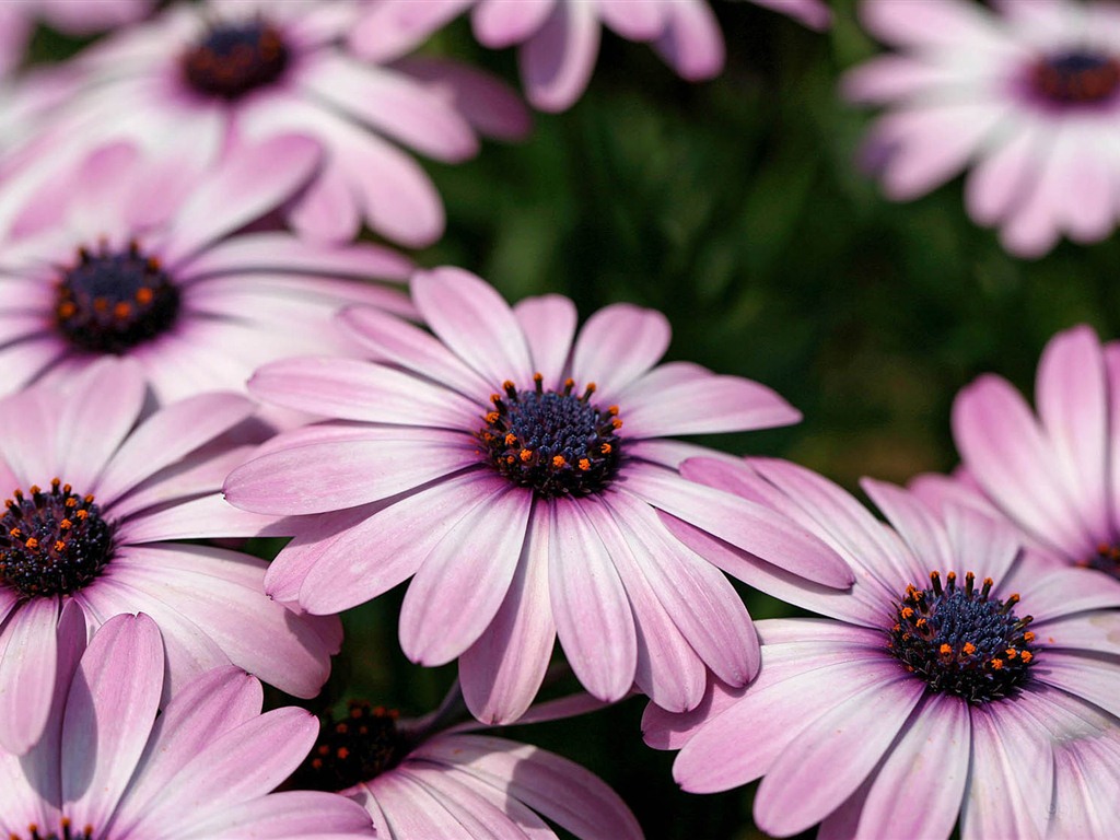 Hermosas flores de caléndula fondos de pantalla #14 - 1024x768