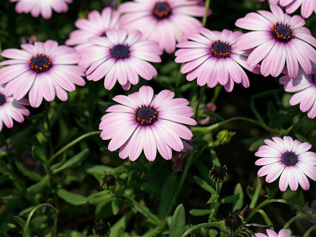 Hermosas flores de caléndula fondos de pantalla #15 - 1024x768