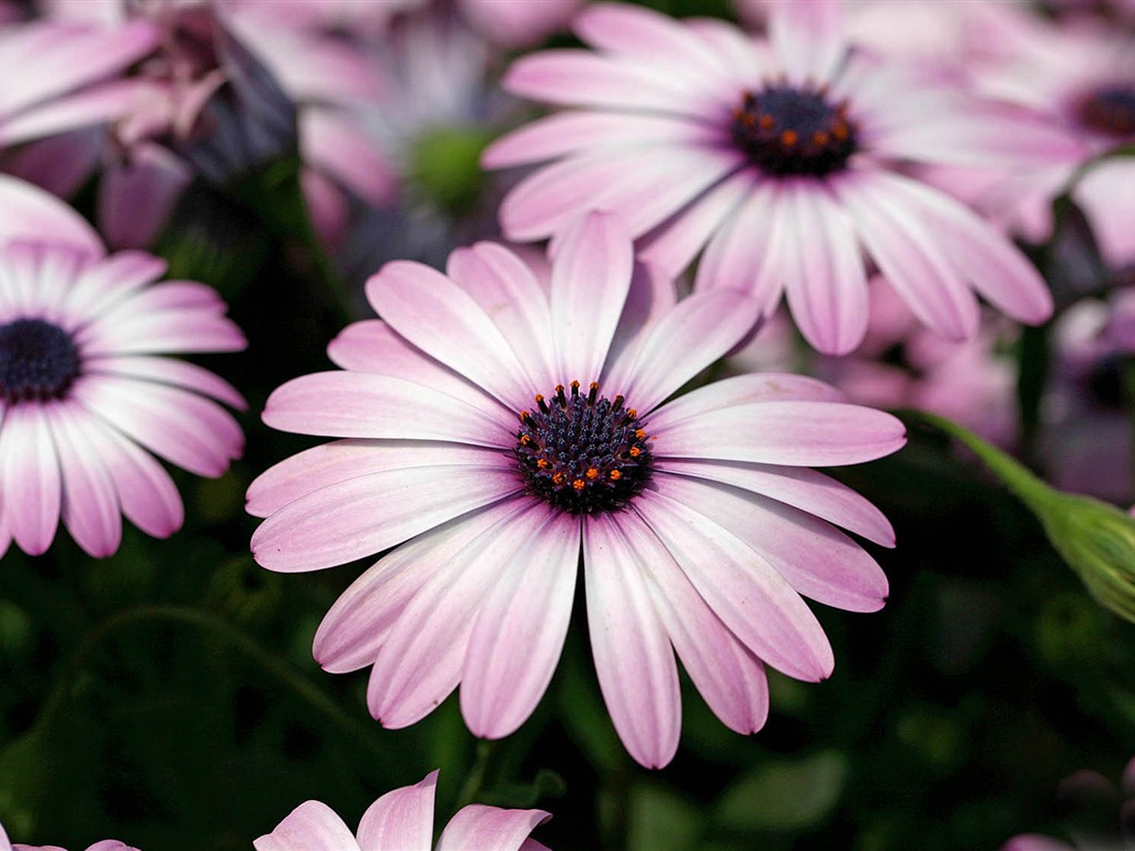 Hermosas flores de caléndula fondos de pantalla #16 - 1024x768