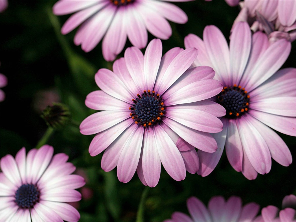 Hermosas flores de caléndula fondos de pantalla #20 - 1024x768