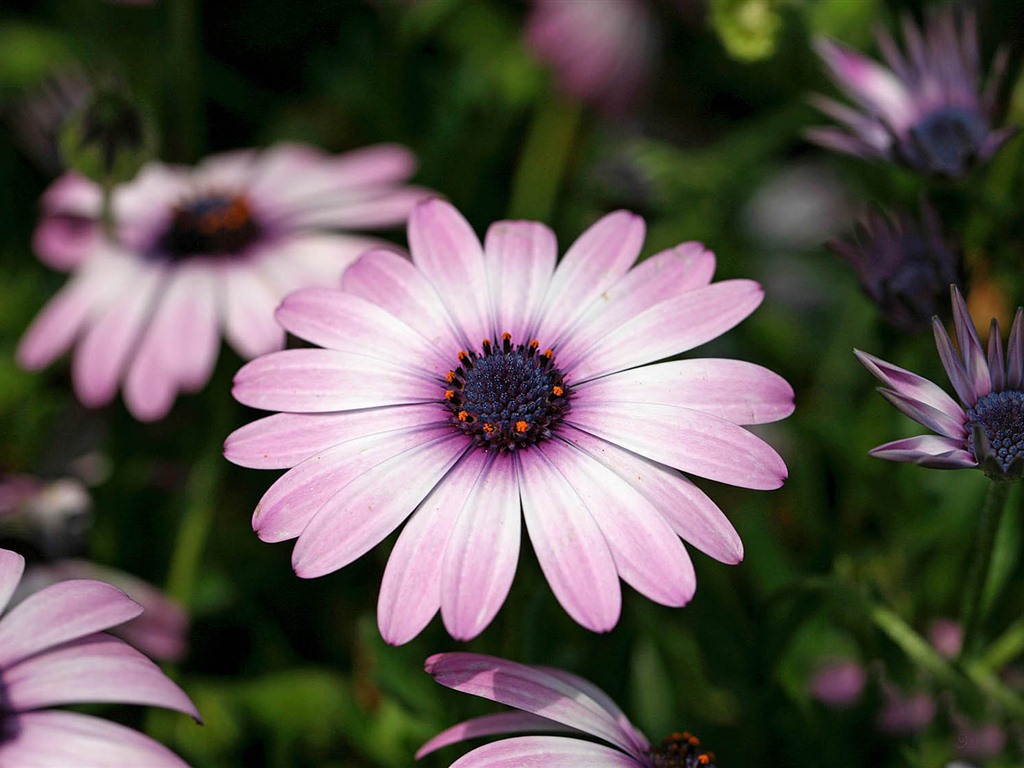 Hermosas flores de caléndula fondos de pantalla #21 - 1024x768