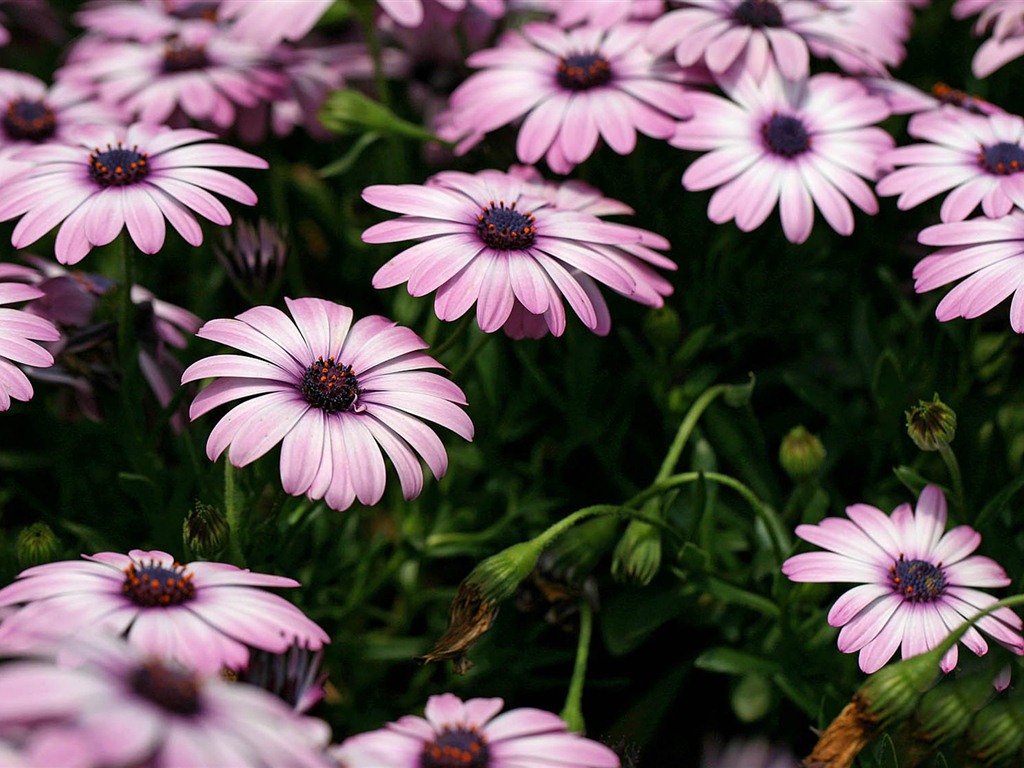 Hermosas flores de caléndula fondos de pantalla #22 - 1024x768