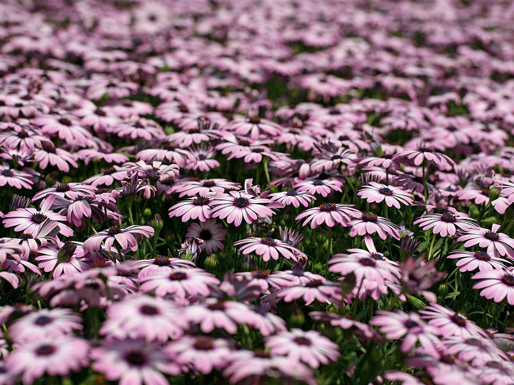 Hermosas flores de caléndula fondos de pantalla #23 - 1024x768