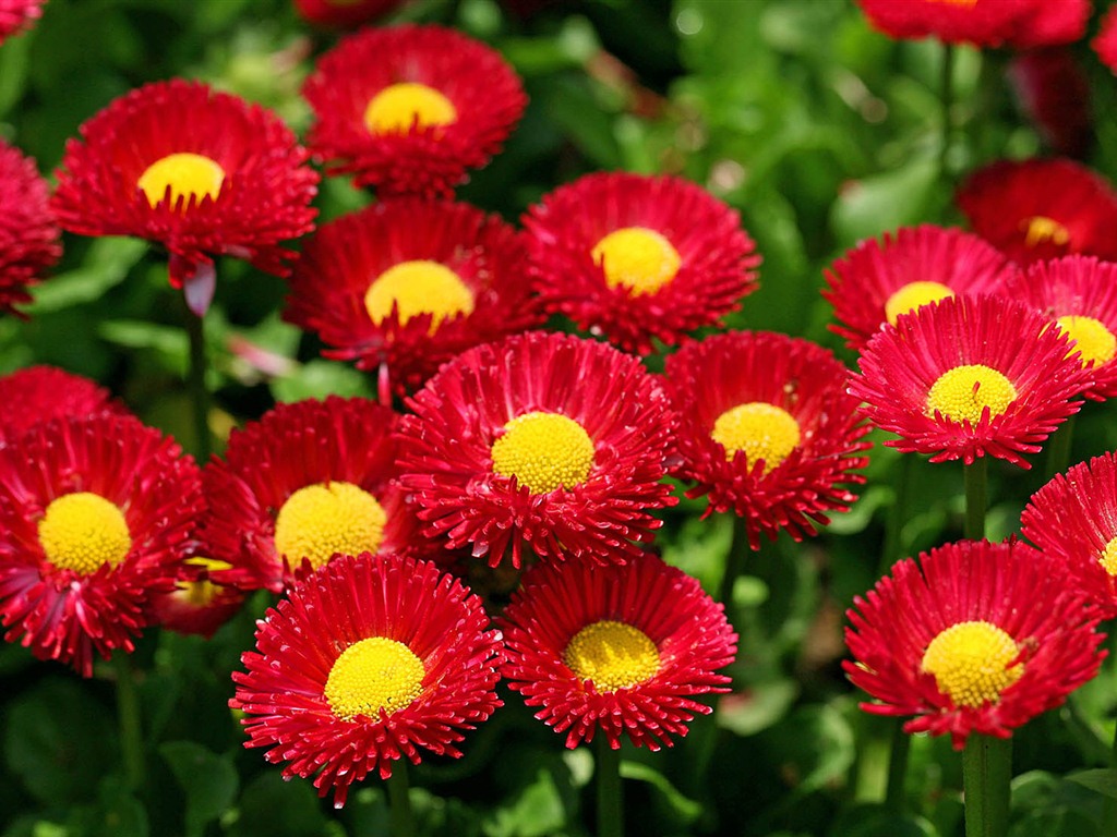 Daisies flowers close-up HD wallpapers #1 - 1024x768