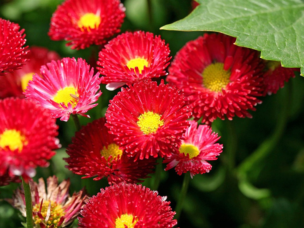 Margaritas Flores close-up fondos de pantalla de alta definición #2 - 1024x768