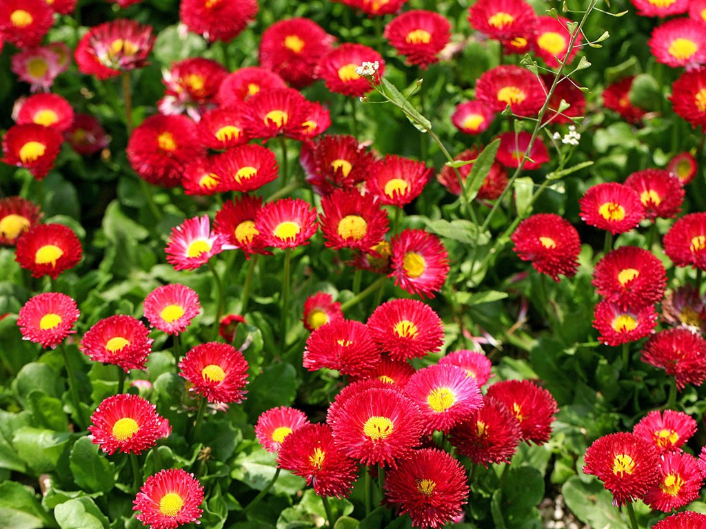 Daisies flowers close-up HD wallpapers #4 - 1024x768