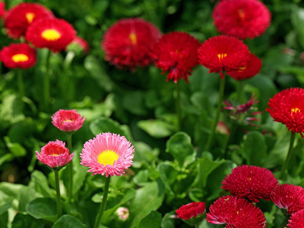 Daisies flowers close-up HD wallpapers #5 - 1024x768