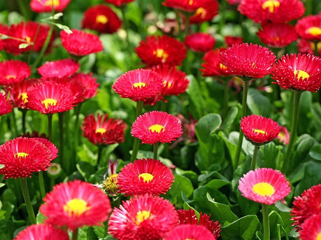 Daisies flowers close-up HD wallpapers #7 - 1024x768