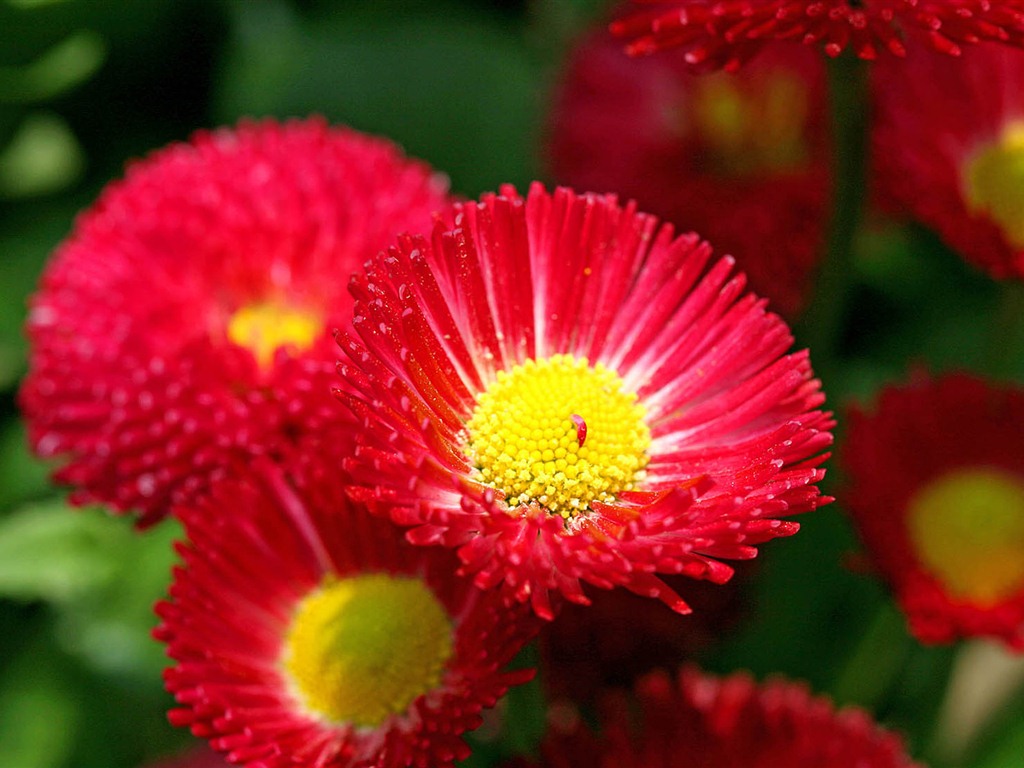 Daisies flowers close-up HD wallpapers #9 - 1024x768