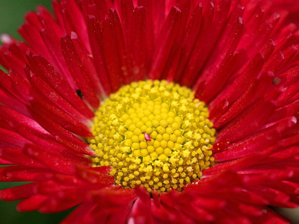 Daisies flowers close-up HD wallpapers #10 - 1024x768