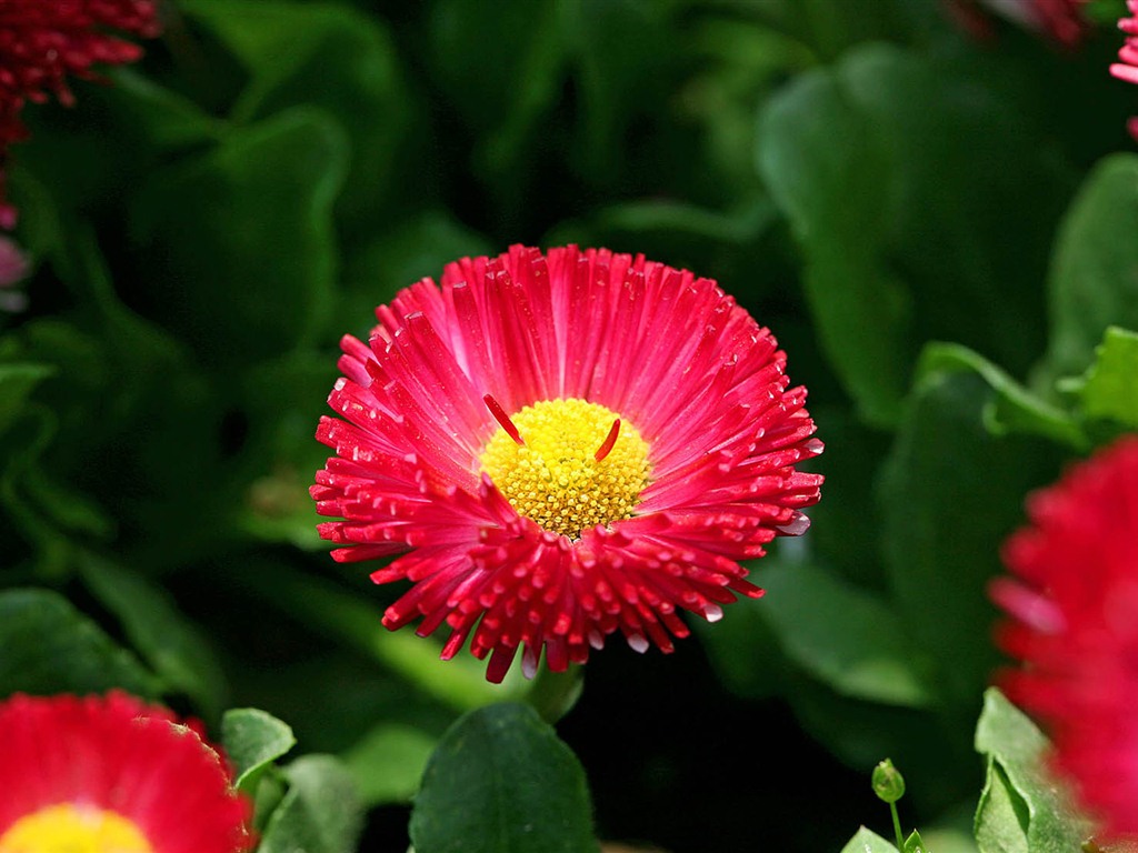 雛菊鮮花特寫 高清壁紙 #11 - 1024x768