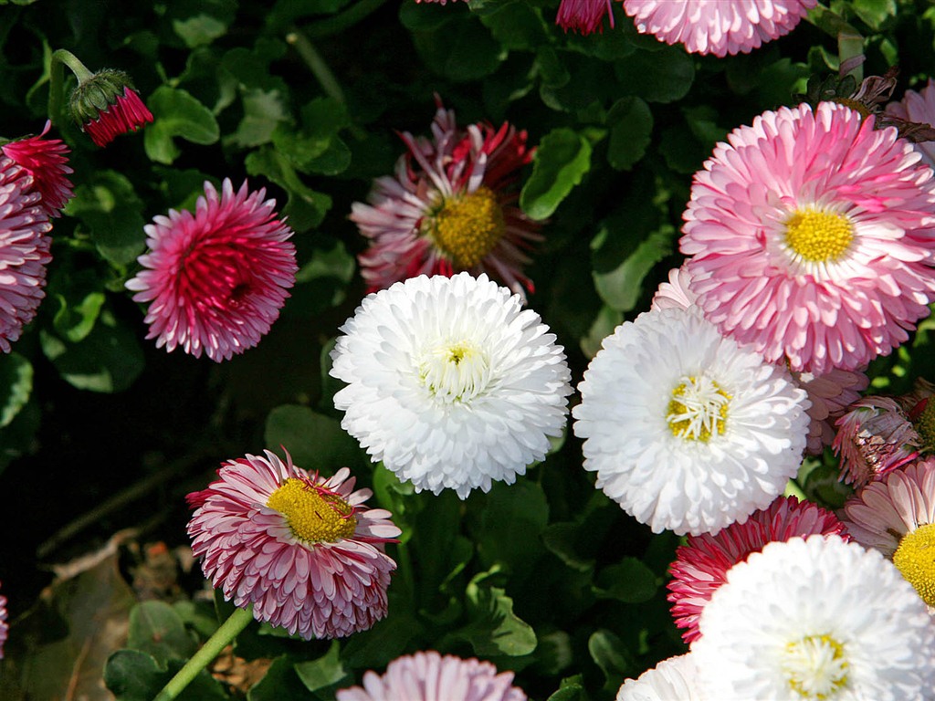 Margaritas Flores close-up fondos de pantalla de alta definición #14 - 1024x768