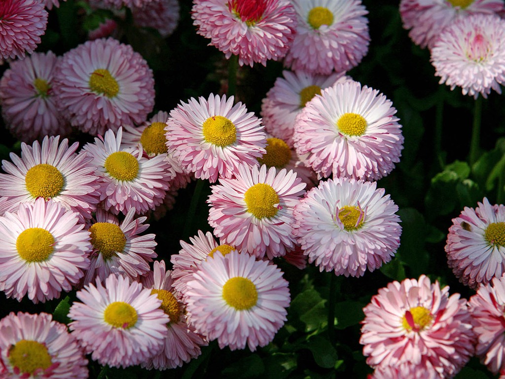 Daisies flowers close-up HD wallpapers #15 - 1024x768
