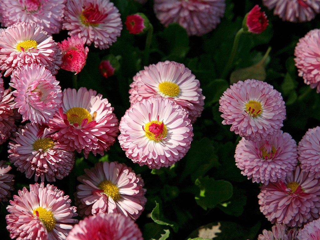 Daisies flowers close-up HD wallpapers #16 - 1024x768