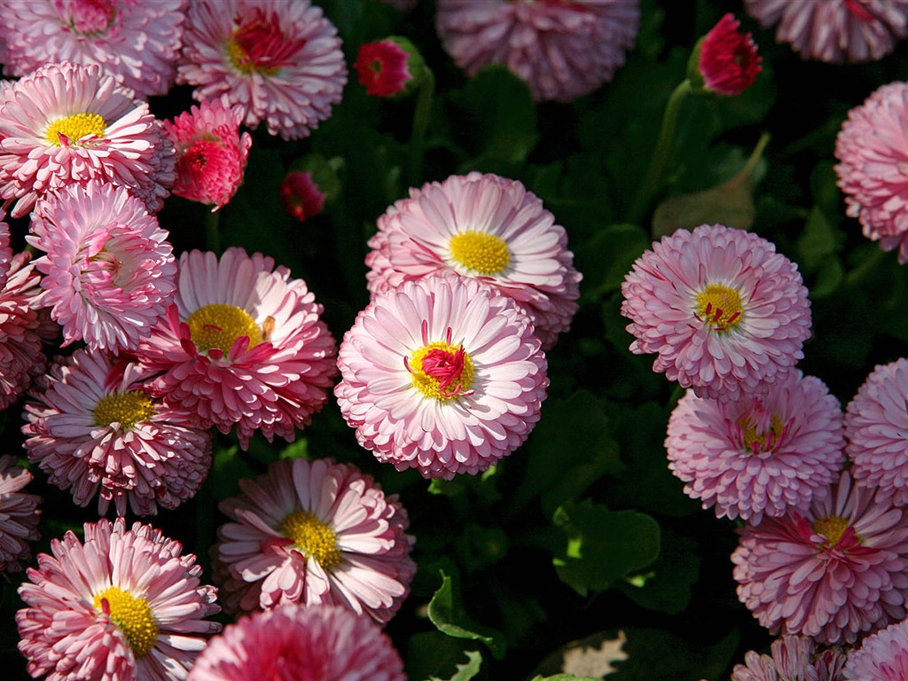 Margaritas Flores close-up fondos de pantalla de alta definición #16 - 1024x768