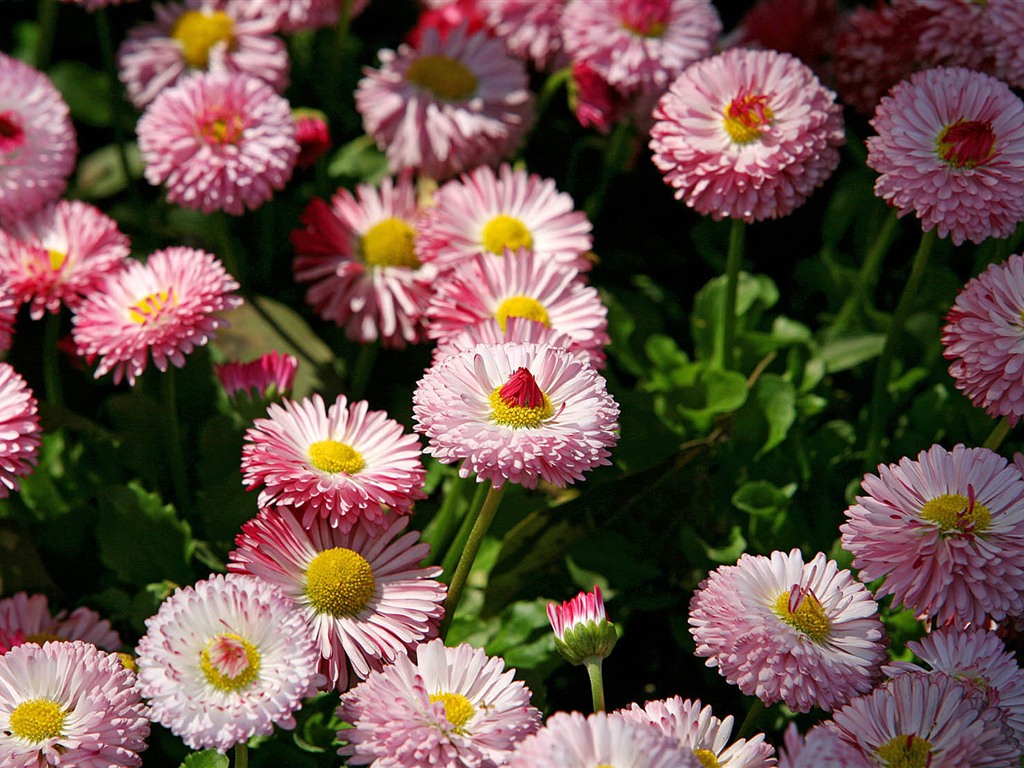 Daisies flowers close-up HD wallpapers #17 - 1024x768