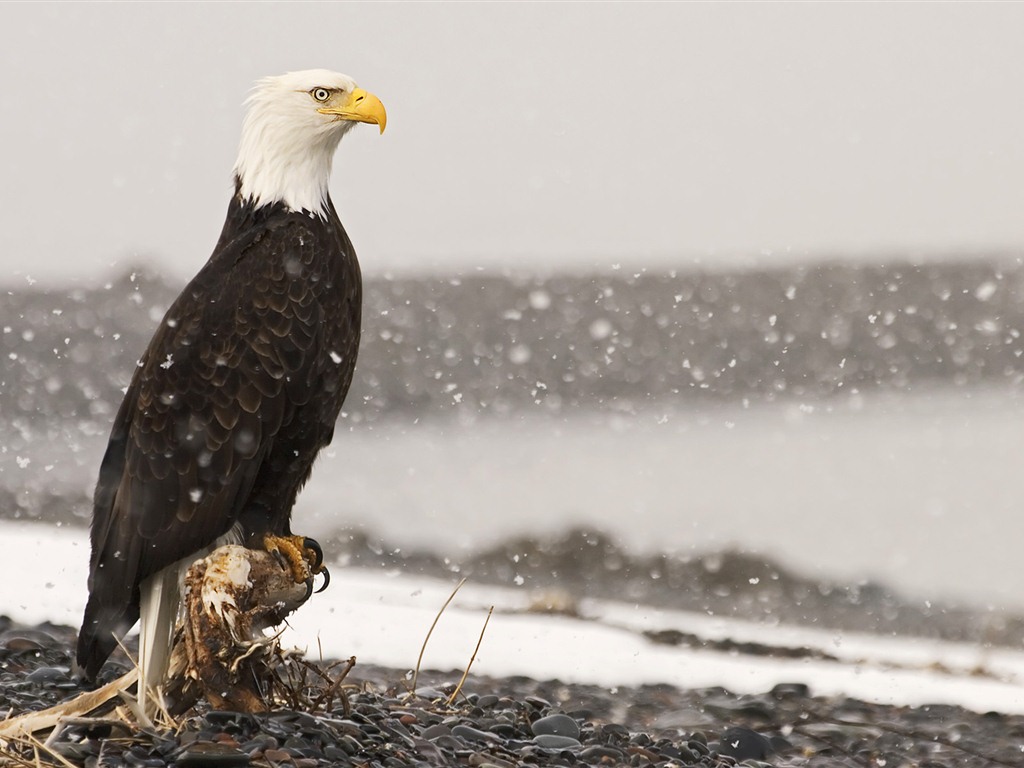 Windows 7 Wallpapers: Oiseaux prédateurs #6 - 1024x768