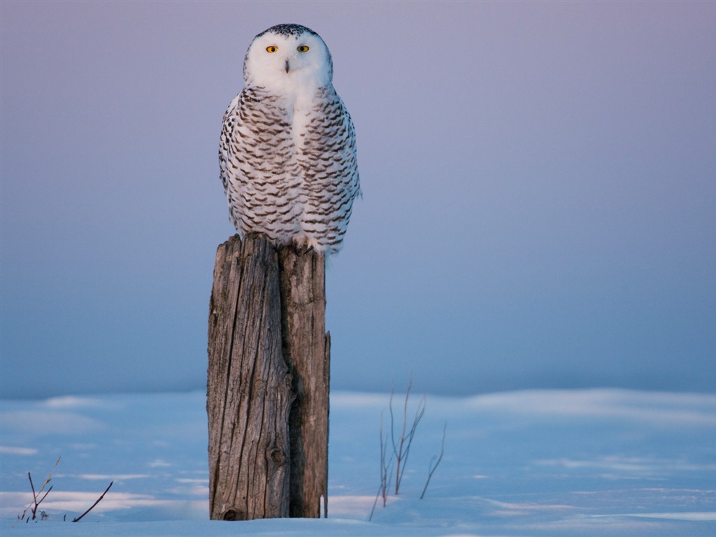 Windows 7 Wallpapers: Oiseaux prédateurs #14 - 1024x768