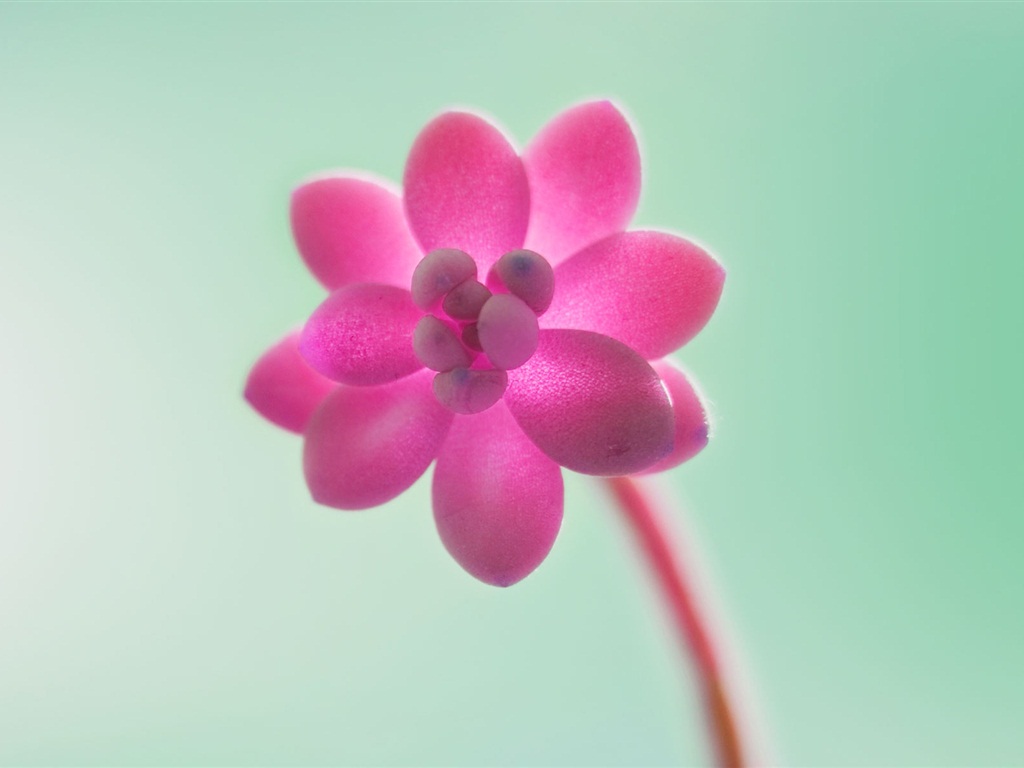 Windows 8 RTM版 官方高清壁紙 #11 - 1024x768