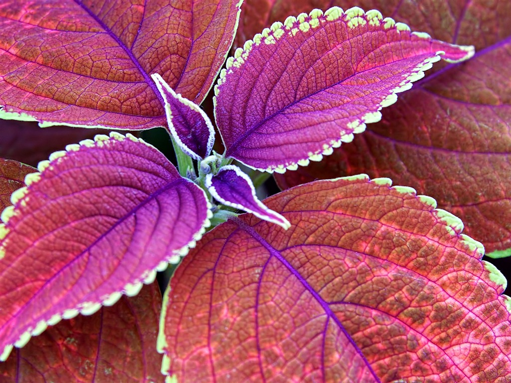 Windows 7 Wallpapers: Příroda #1 - 1024x768