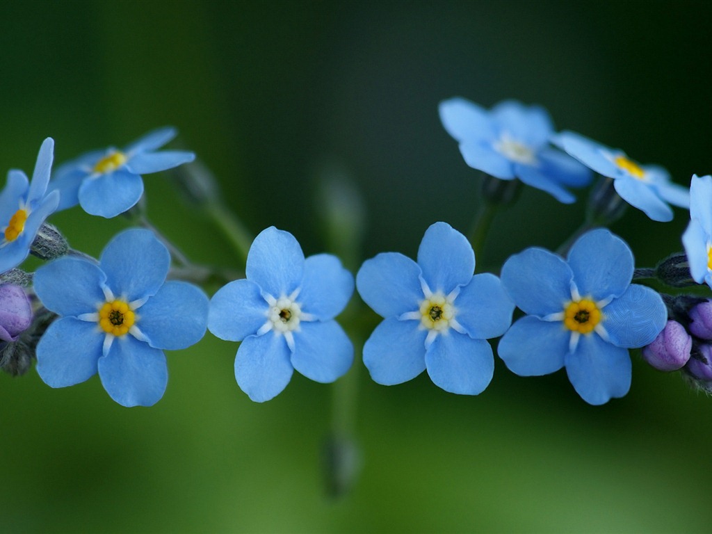 Small and beautiful forget-me-flowers HD wallpaper #1 - 1024x768