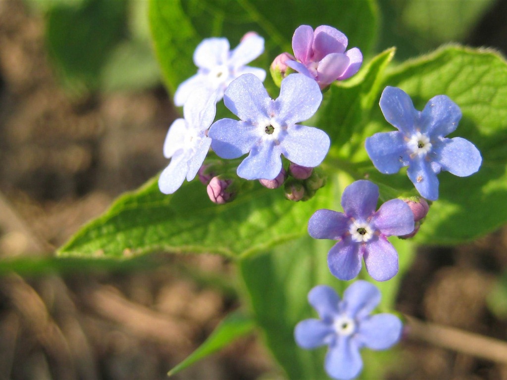 Small and beautiful forget-me-flowers HD wallpaper #2 - 1024x768