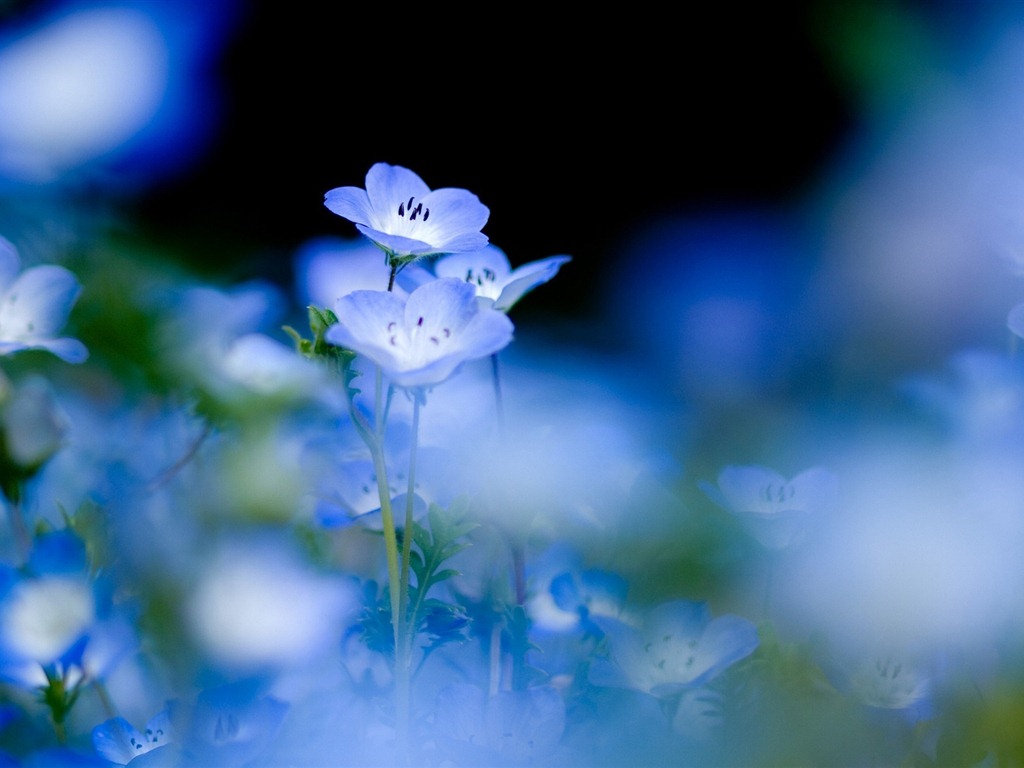 Petit et beau forget-me-fleurs d'écran HD #5 - 1024x768